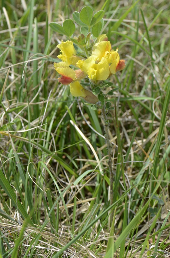Gambo fiorito - Cytisus hirsutus